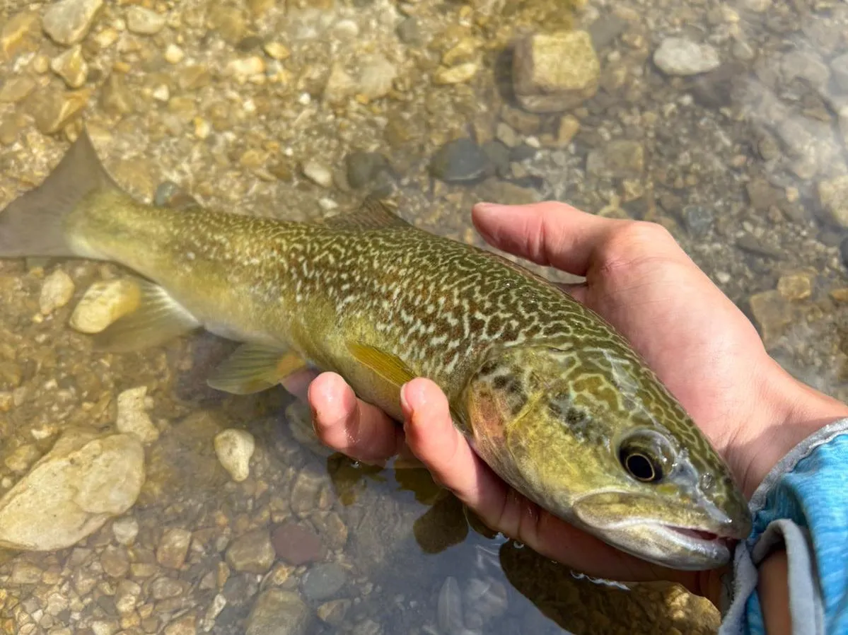 Soca marble trout